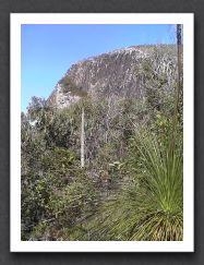 coolum & tree
